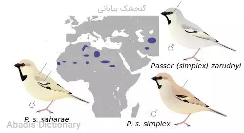 گنجشک بیابانی